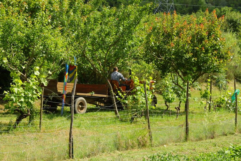 il trattore percorre i campi de Le Rose
