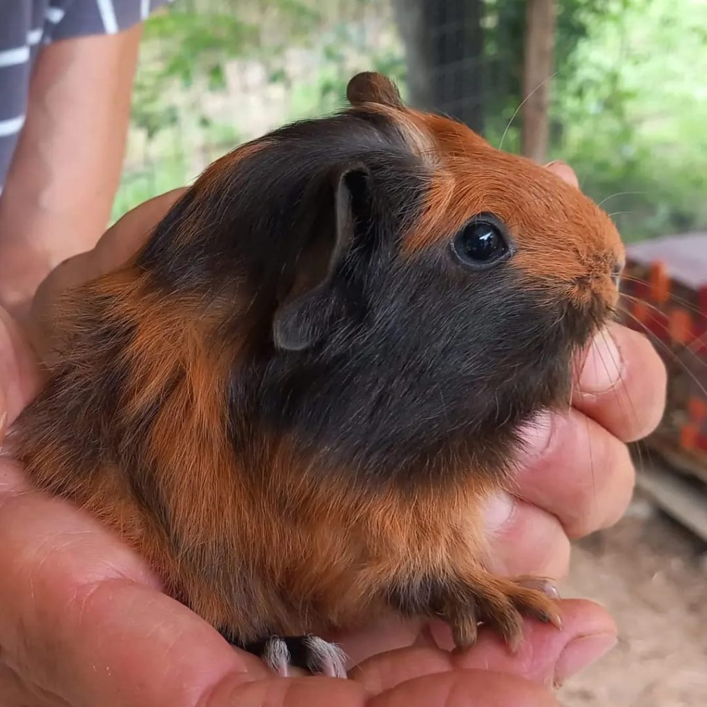 un porcellino d'india tra le mani